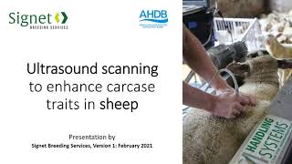 Ultrasound scanning training video