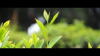 Gri̇mm Masallari - Üç Yaprak - Herkes Kalbi̇ni̇n Ekmeği̇ni̇ Yer Ür I