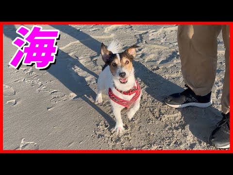 海で思いっきり遊んだジャックラッセルテリアが可愛すぎた!