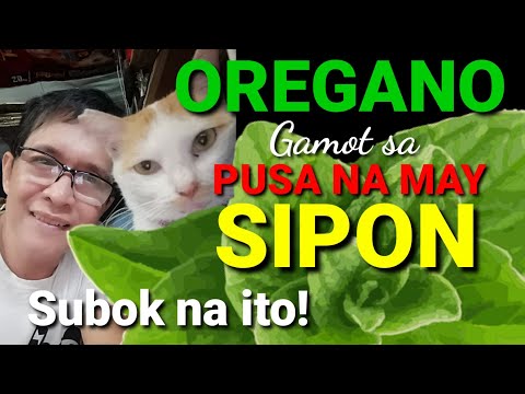 Video: Hika Sa Pusa