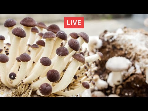 Video: Jelly Like Fungi Info - Cosa fare per il fungo Jelly sugli alberi