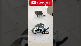 funny cat and dog video 😀
