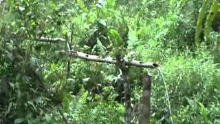 Meeting the Penan tribe -Part 2- (By Patrick Aching)