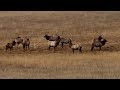 Relax enjoy 10 minutes of colorado elk in the rocky mountains 4k u.