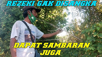 Mikat burung cendet hanya modal mp3 saja