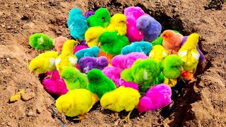 Catch Cute Chickens, Colorful Chickens, Rabbits, Cats, Swans,Ducks,Betta Fish,Turtle,Cute Animals