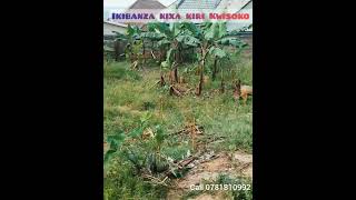 Ngiyi imari#0781810992