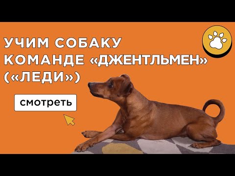 Как научить собаку команде "Джентльмен" ("Леди")? Учим собаку скрещивать лапы.