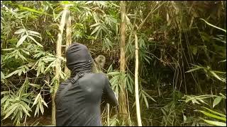 detik-detik melepaskan monyet di jebakan babi hutan #jeratbabihutan #jebakanmonyet