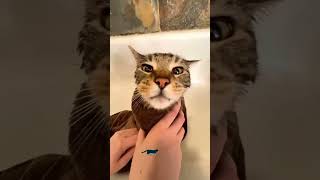 Unstoppable Cat Antics №10 #funny #cat #funnycats #compilation