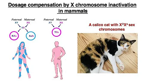 Dosage compensation by X chromosome inactivation in mammals