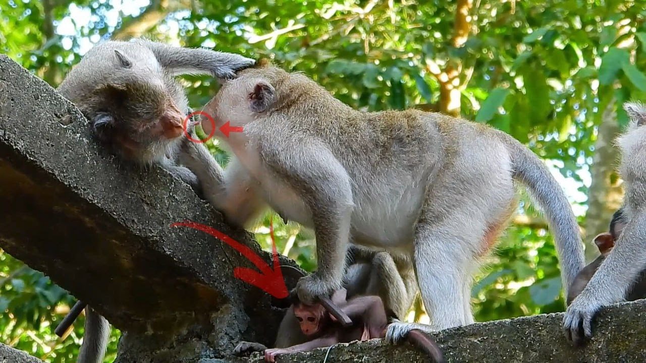 Hey Be careful Mom, Monkey Viola busy feeding monkey Vicky forge to see her baby, your Super tiny is
