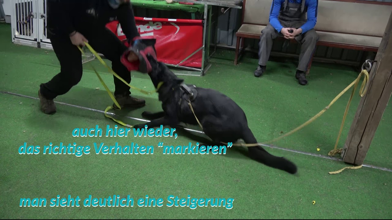 Protection Sport by Martin Bibelge - Griffarbeit Teil 1 operantes Konditionieren