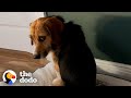 This Dog Stared At The Wall For Hours Until Finally Realized He Was Home | The Dodo Faith Restored