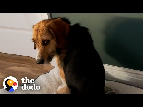 Video: Denne hunden ble satt i brann og venstre for død, så vi ga henne den beste dagen i hennes liv