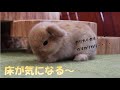 【まだまだ赤ちゃん♪よちよち歩きのホーランドロップちゃん✨】