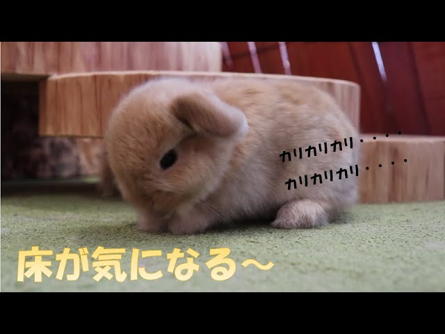 うさぎの赤ちゃん】性別は生後2週間程度で分かる♪ - YouTube