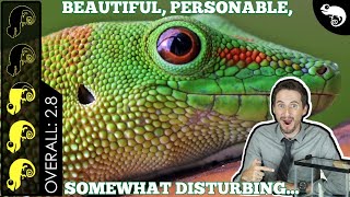 Giant Day Gecko, The Best Pet Lizard?