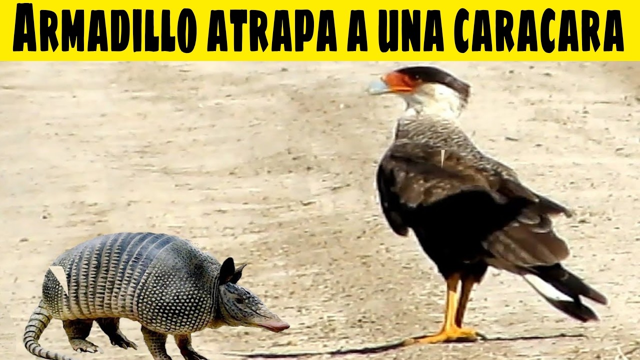 Original Title & Thumbnail