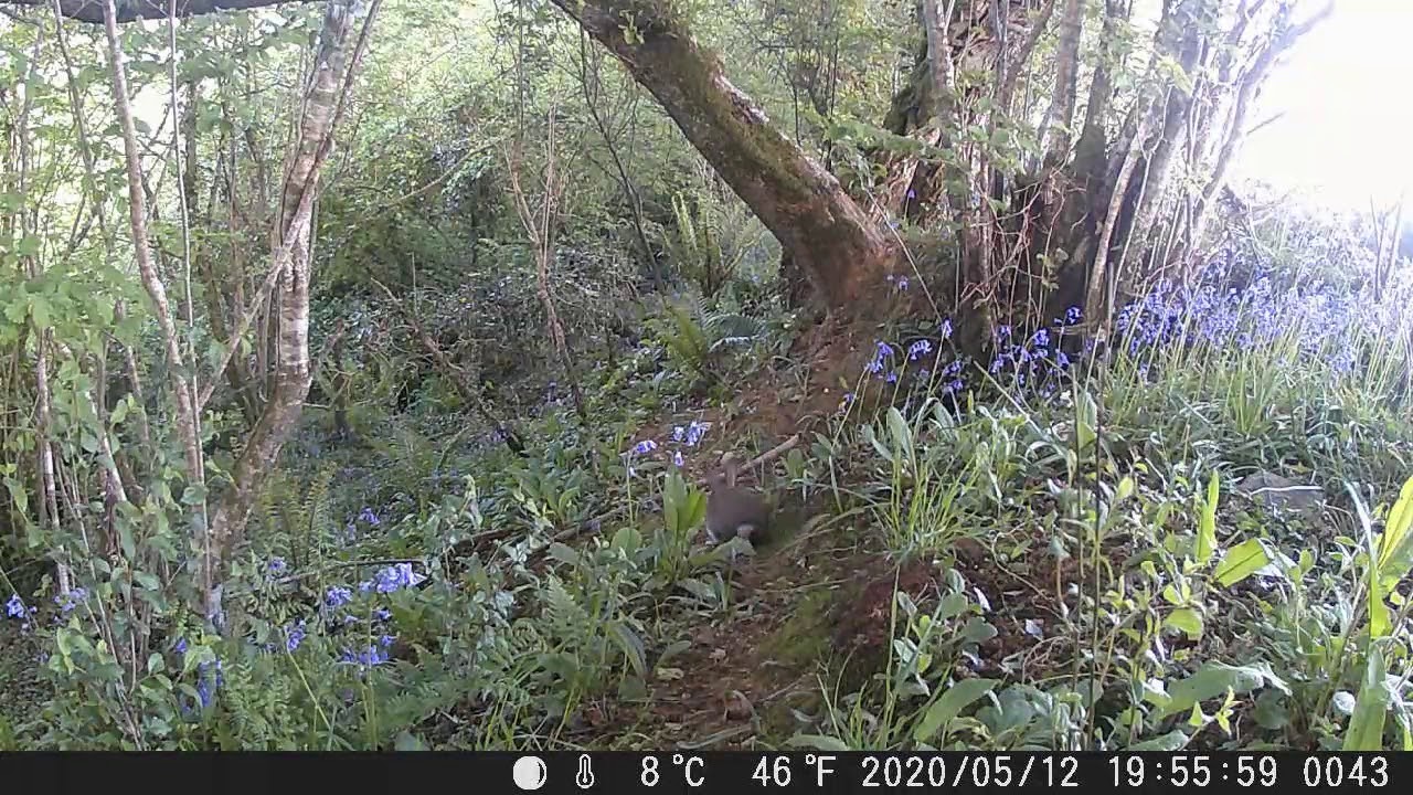 Some Bunny I used to know