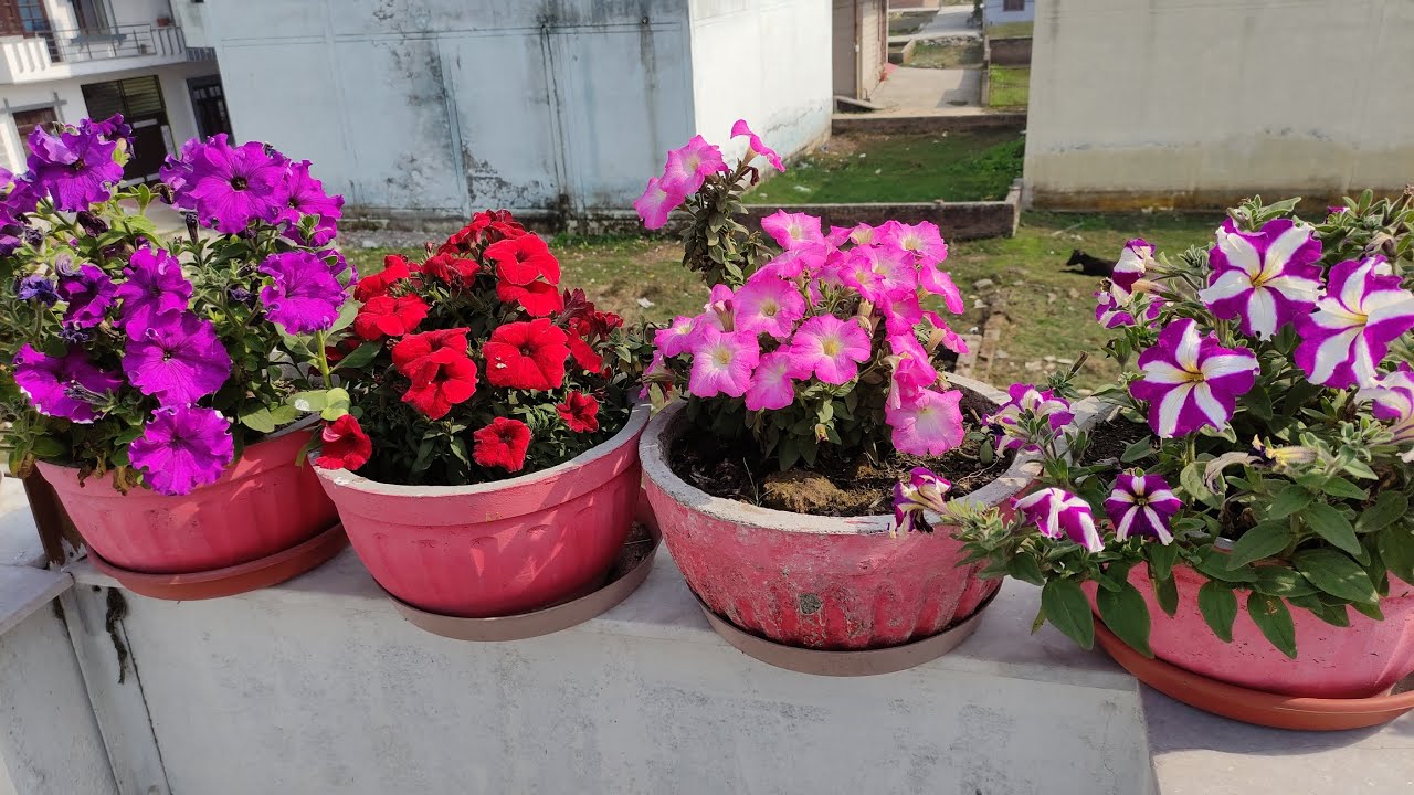 एक गार्डनर के लिए घुमने का सबसे सही समय#Full garden tour