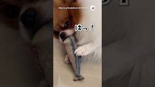 【ブチギレ】お魚のオモチャを吸っているところを見られた｜PECO #子犬 #愛犬家 #子犬のいる暮らし #puppy #puppylove #puppylife #doglover