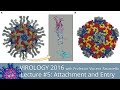 Virology Lectures 2016 #5: Attachment and Entry