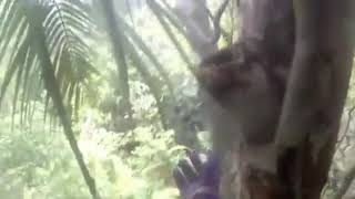 madu asli hutan terengganu