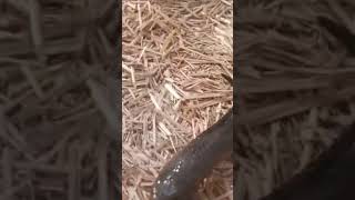 Big Lizard &amp; Snake at Zoo 🦎🐍 | Zirakpur Zoo Adventure | Wildlife Vlog