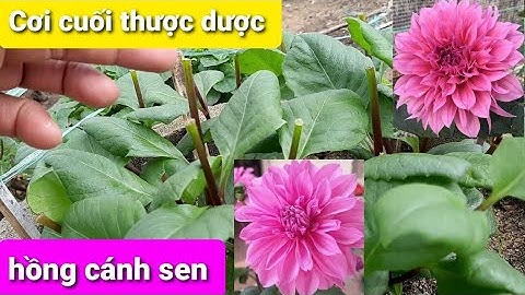 Cắt cơi cuối cùng thược dược cánh sen hôm nay để trổ hoa đúng tết