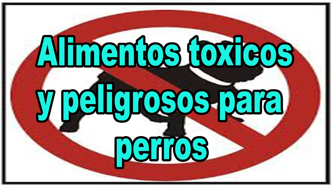 14 cosas que pueden matar a nuestros perros naturaleza definicion
