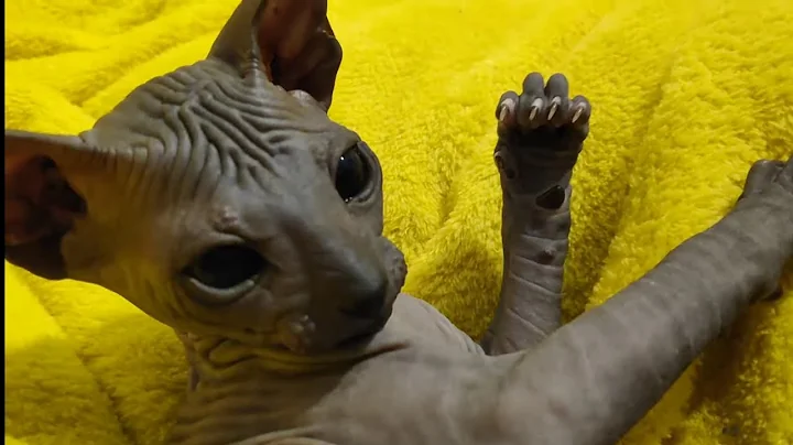 Watch the video about Sweetest Sphynx Kittens are Playing so Funny 😺🐾😻