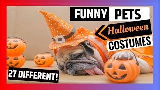 🥰 Cute 🐶 PETS 🎃 HALLOWEEN 🦇 COSTUMES #2 [27 DIFFERENT] by Animals for All 257 views 3 years ago 5 minutes, 18 seconds