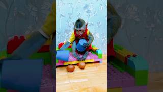 🐵 Funny Monkey Egg Challenge 😱🥚 | Cute Baby Monkey Viral Video #monkey #funny #chuchutv #funnymomnt