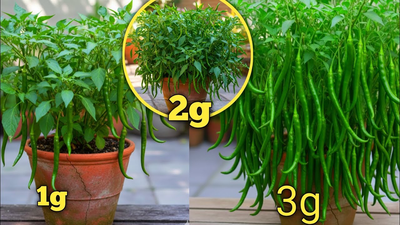 Trending trick to grow chilli plant in pot with lot of long chilli 