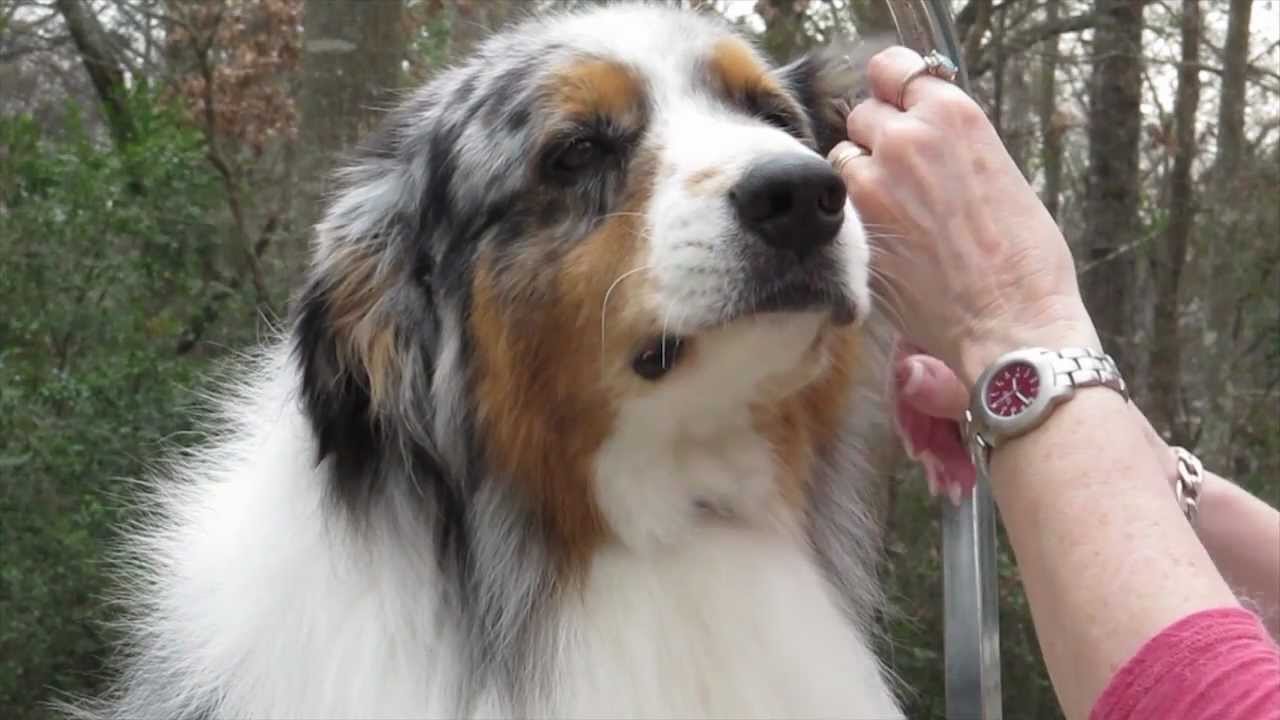 mini australian shepherd grooming