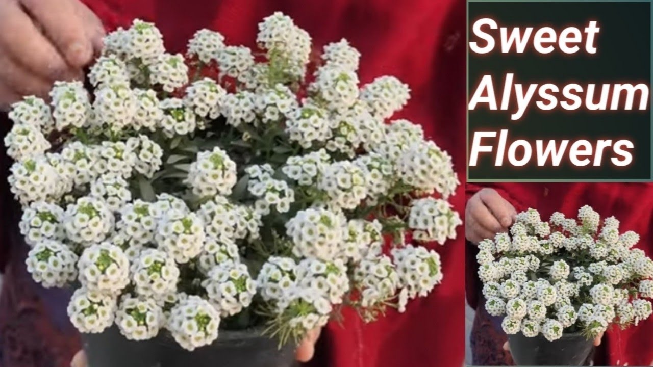Sweet Alyssum A Perfect Flower of Any Garden or Landscape/ How to Grow and Care Sweet Alyssum