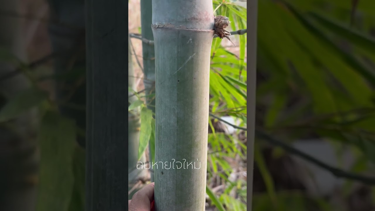 จากผืนนาสู่ป่าคอนกรีต | จากคอนกรีตสู่ป่าไผ่ ป่าไม้ ธรรมชาติ ฮีลใจ 