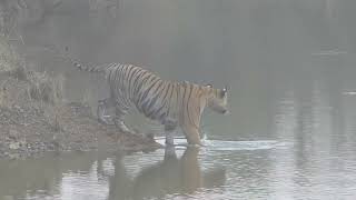 2 superb tiger sightings - Tadoba Tiger Reserve - Part 10 of the 5 Parks of India Series