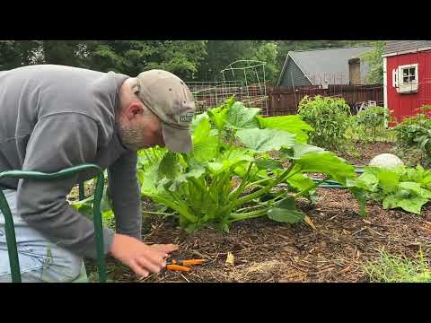 Pruning your Zucchini and Squash plants with The Stupid Gardener @thestupidgardener4642