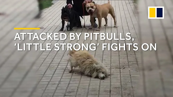 Attacked by pitbulls, stray dog 'Little Strong' in China fights on - DayDayNews