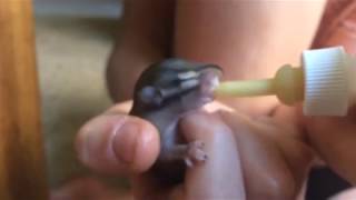 Feeding a tiny newborn chipmunk by baby bottle What To Feed A Baby Chipmunk Step By Step Rescue Guide Chipmunk Babychipmunk Animalsrescue