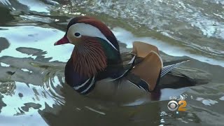 Rare Duck Gone Missing From Central Park Pond