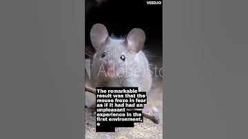 Scientists Create False Memory in Mouse Brain #mindblowing #shocking #mouse #brain