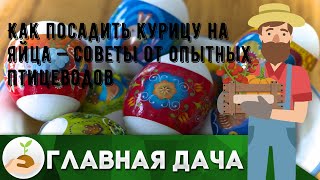 Как посадить курицу на яйца — советы от опытных птицеводов