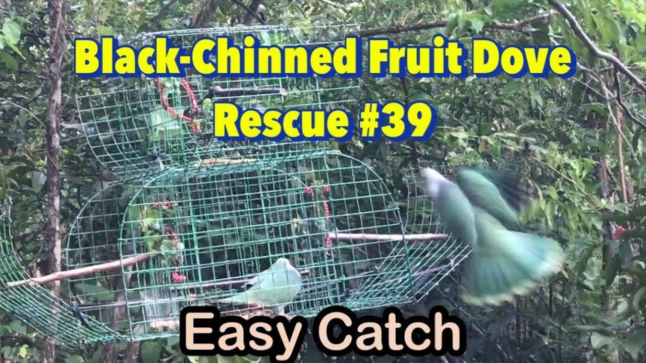 Easy Catch On Black-Chinned Fruit Dove (Bagatan) | Cagetrap 