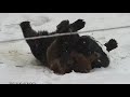 Медвежий браслетик/Bear Mansur