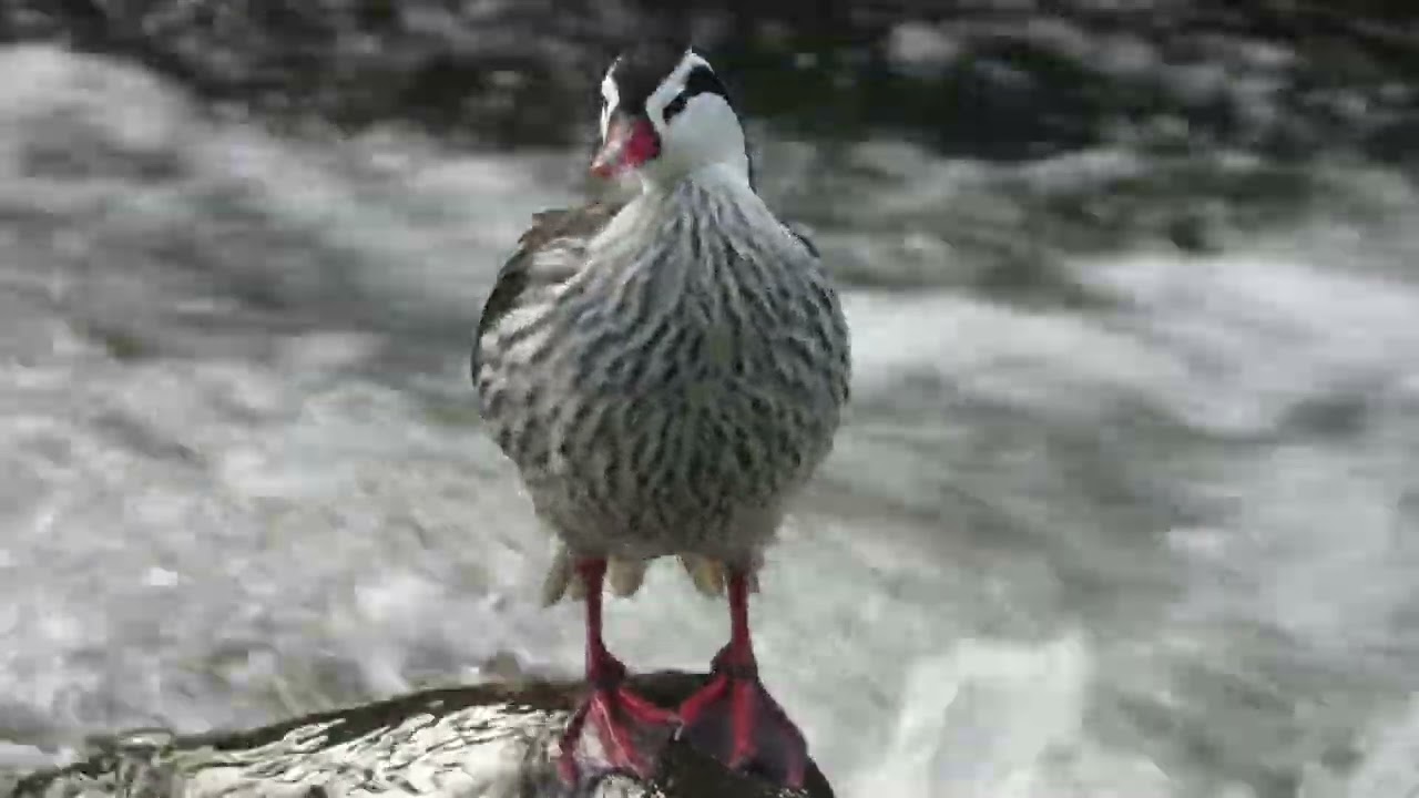 Torrent Duck - Merganetta armata - Pato de Torrente