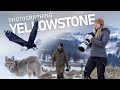Photographing the winter wildlife of yellowstone