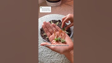 You’ve grown your succulents leaves, now what? #plantcare #succulent #propagation